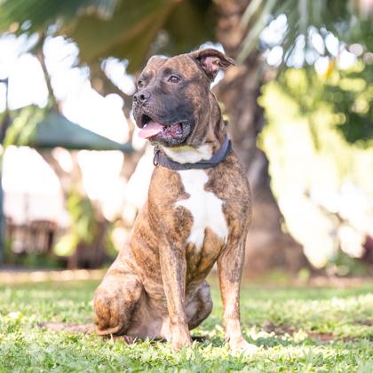 Reuben, Adoptable, Adult Male Boxer & Pit Bull Terrier.