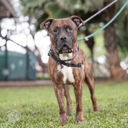 Enlarge Reuben, a Adoptable mixed breed in Honolulu, HI image 2/3