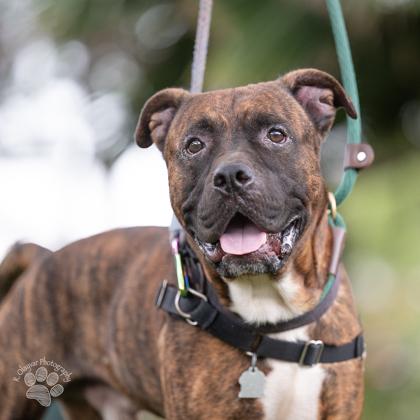 Enlarge Reuben, a Adoptable mixed breed in Honolulu, HI image 3/3