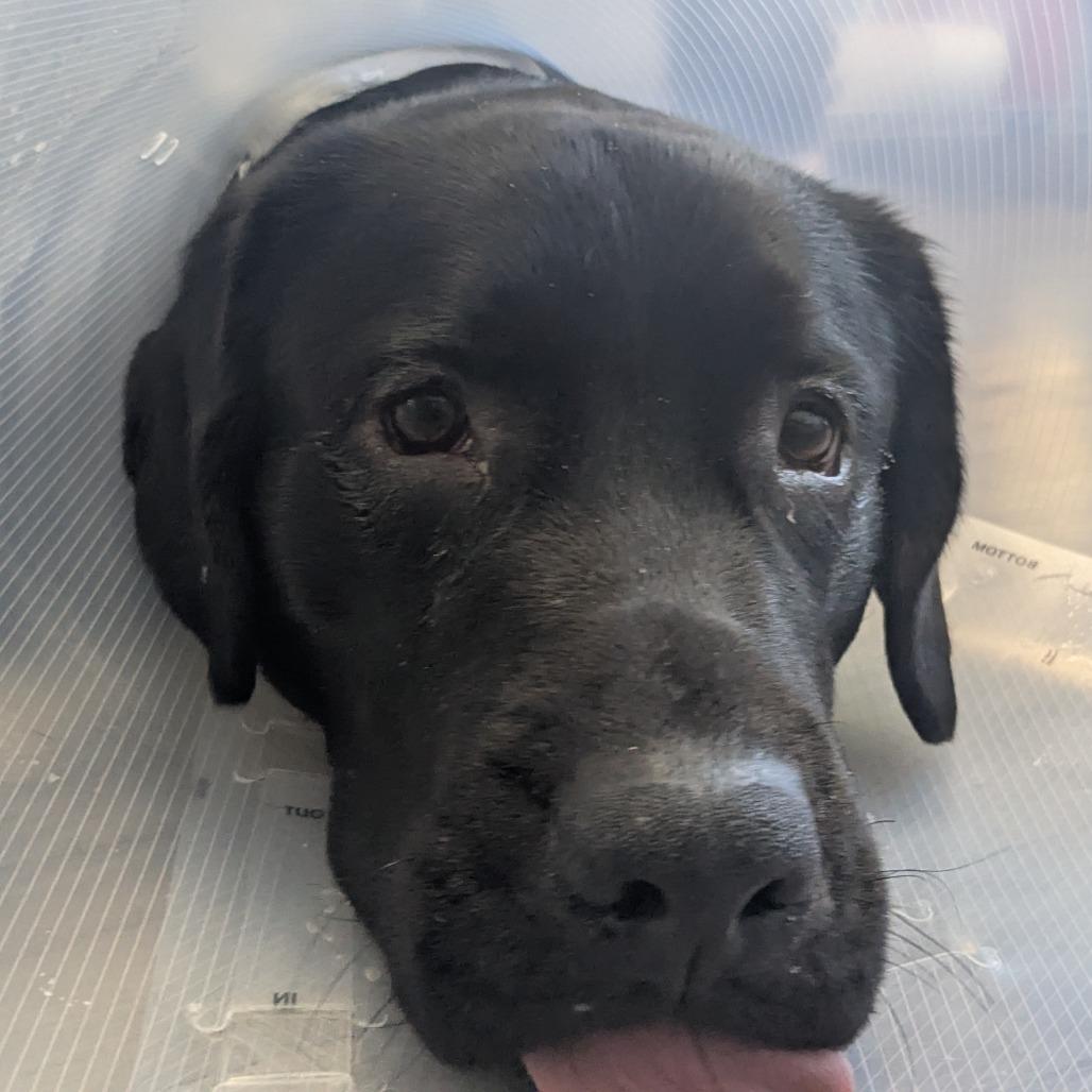 Midnight, Adoptable, Adult Male Black Labrador Retriever.