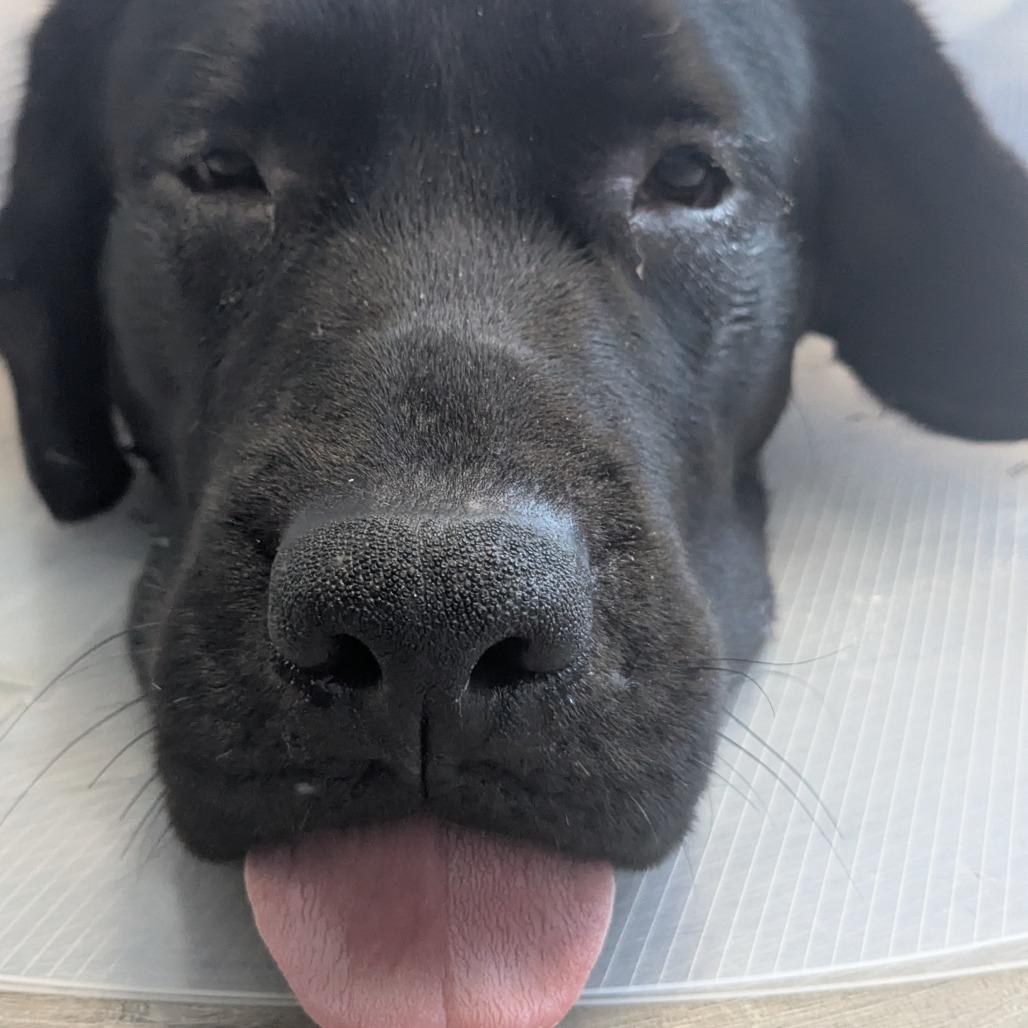 Midnight, a Adoptable Black Labrador Retriever in Chesapeake, VA image 2/2