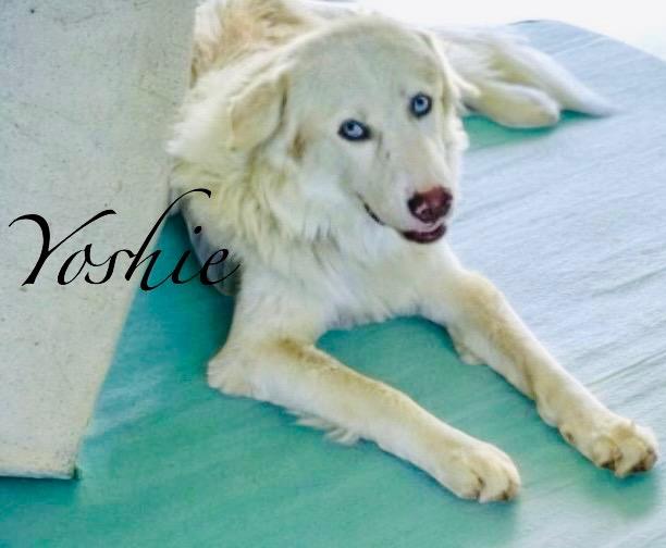 Yoshi, Adoptable, Young Male Great Pyrenees.