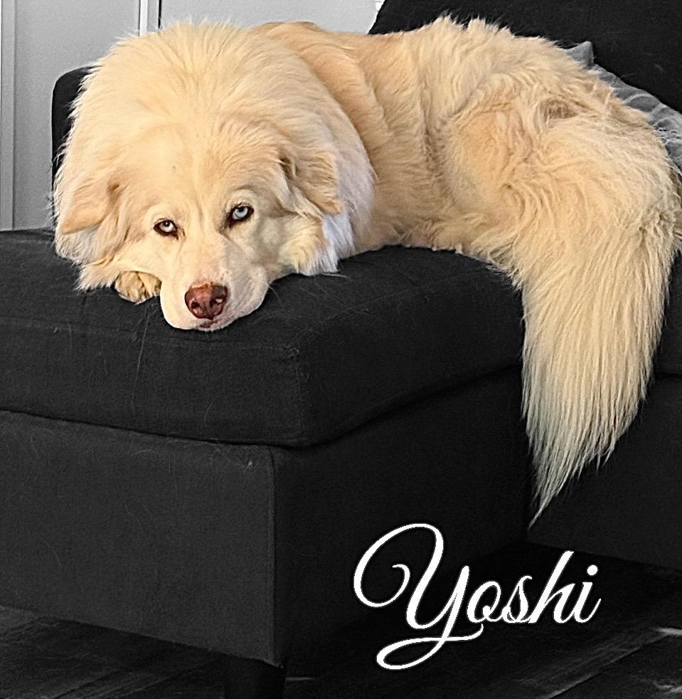 Enlarge Yoshi, a Adoptable mixed breed in West Bloomfield, MI image 2/4