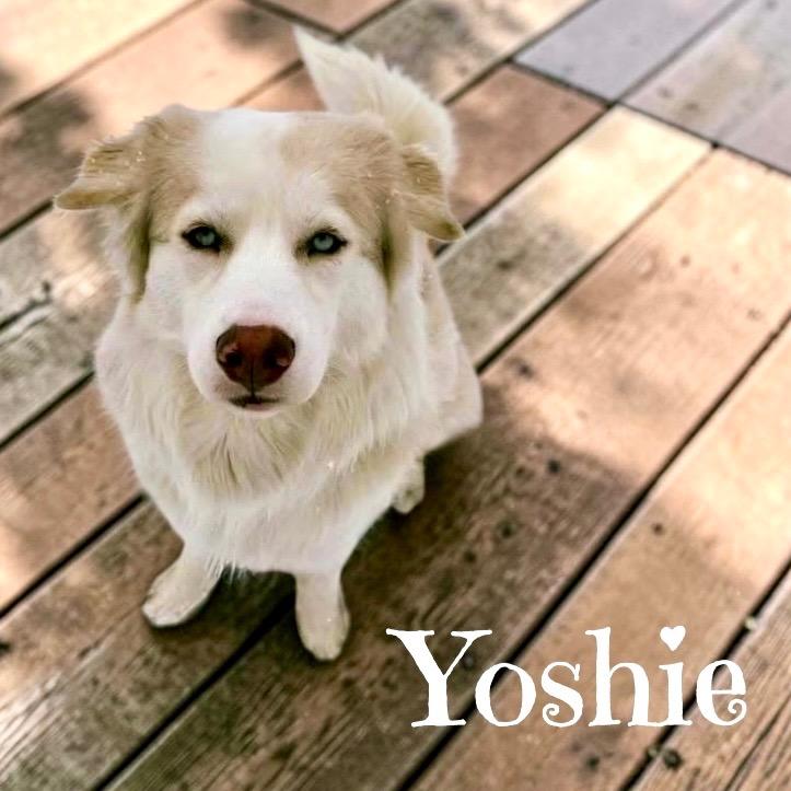 Enlarge Yoshi, a Adoptable mixed breed in West Bloomfield, MI image 4/4