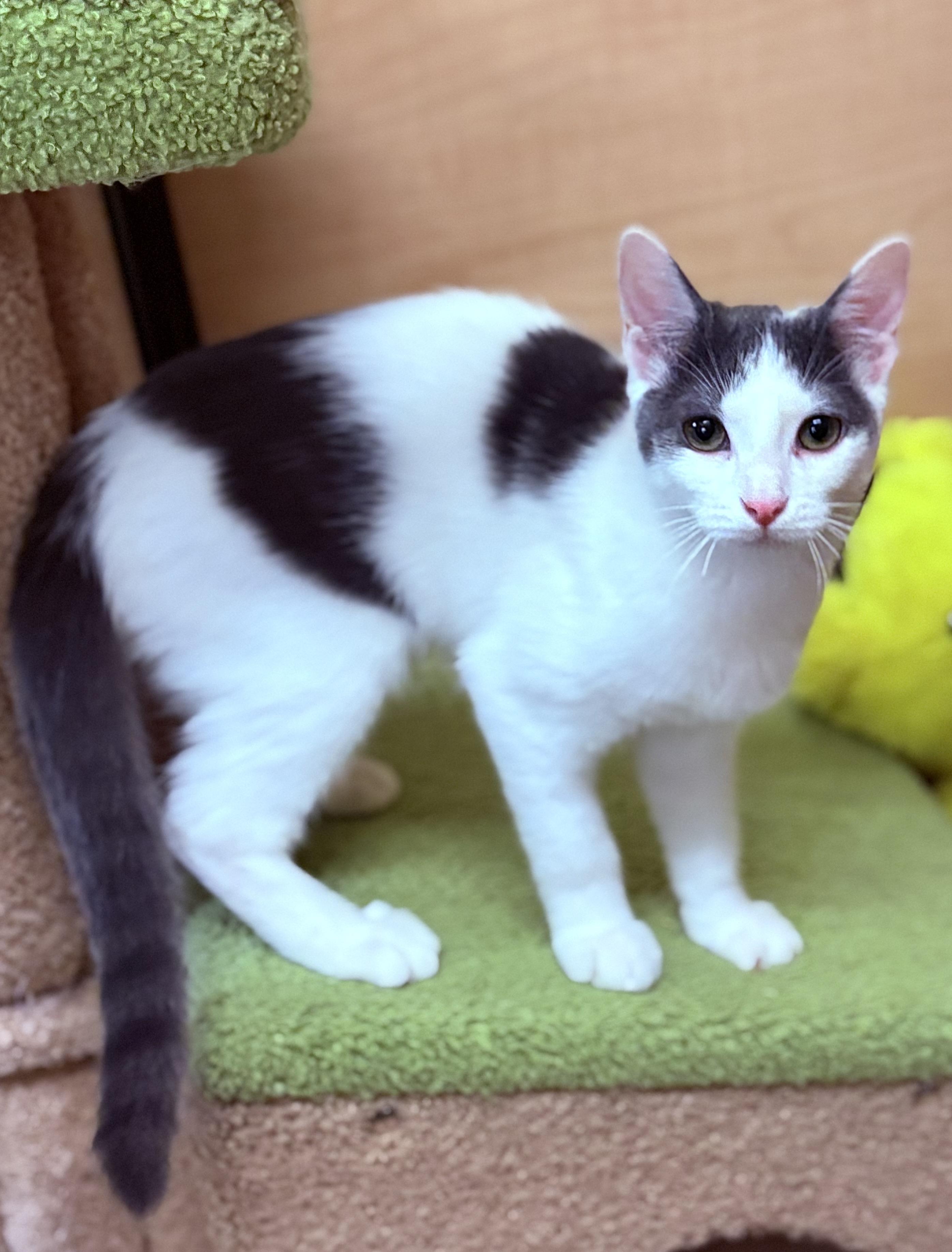 Georgie, a Adoptable Domestic Short Hair in SCOTTSDALE, AZ image 3/6