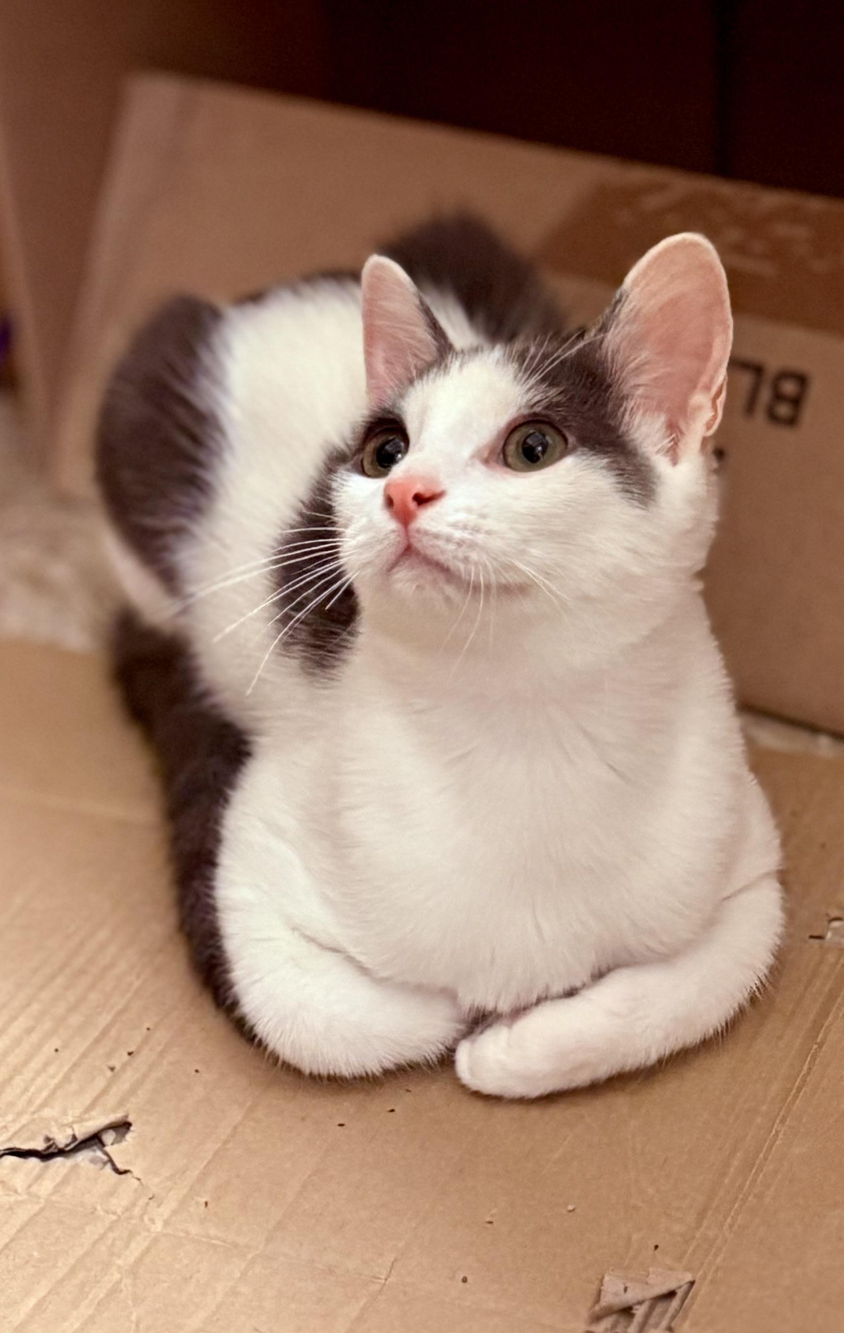 Georgie
