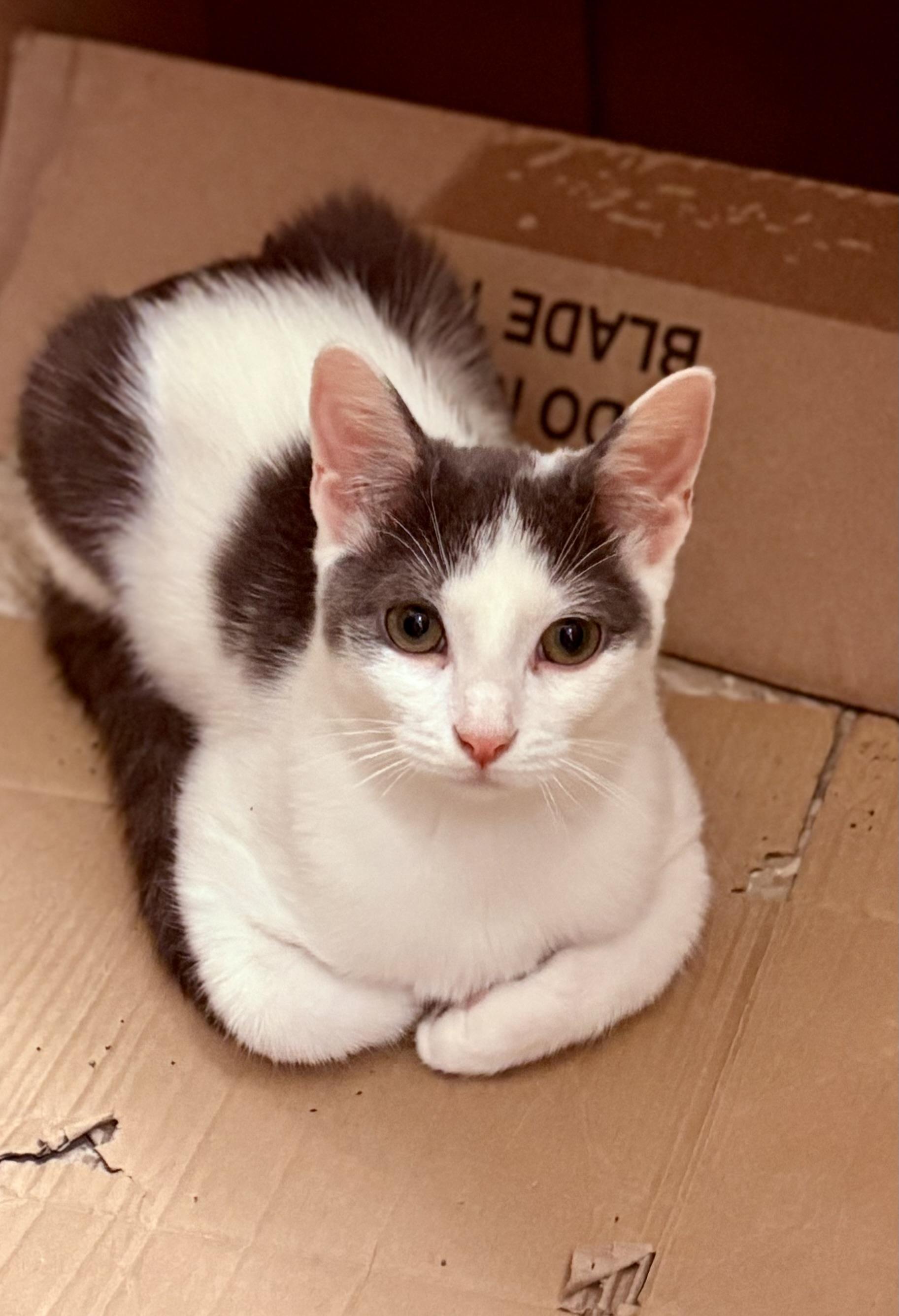 Georgie, a Adoptable Domestic Short Hair in SCOTTSDALE, AZ image 5/6