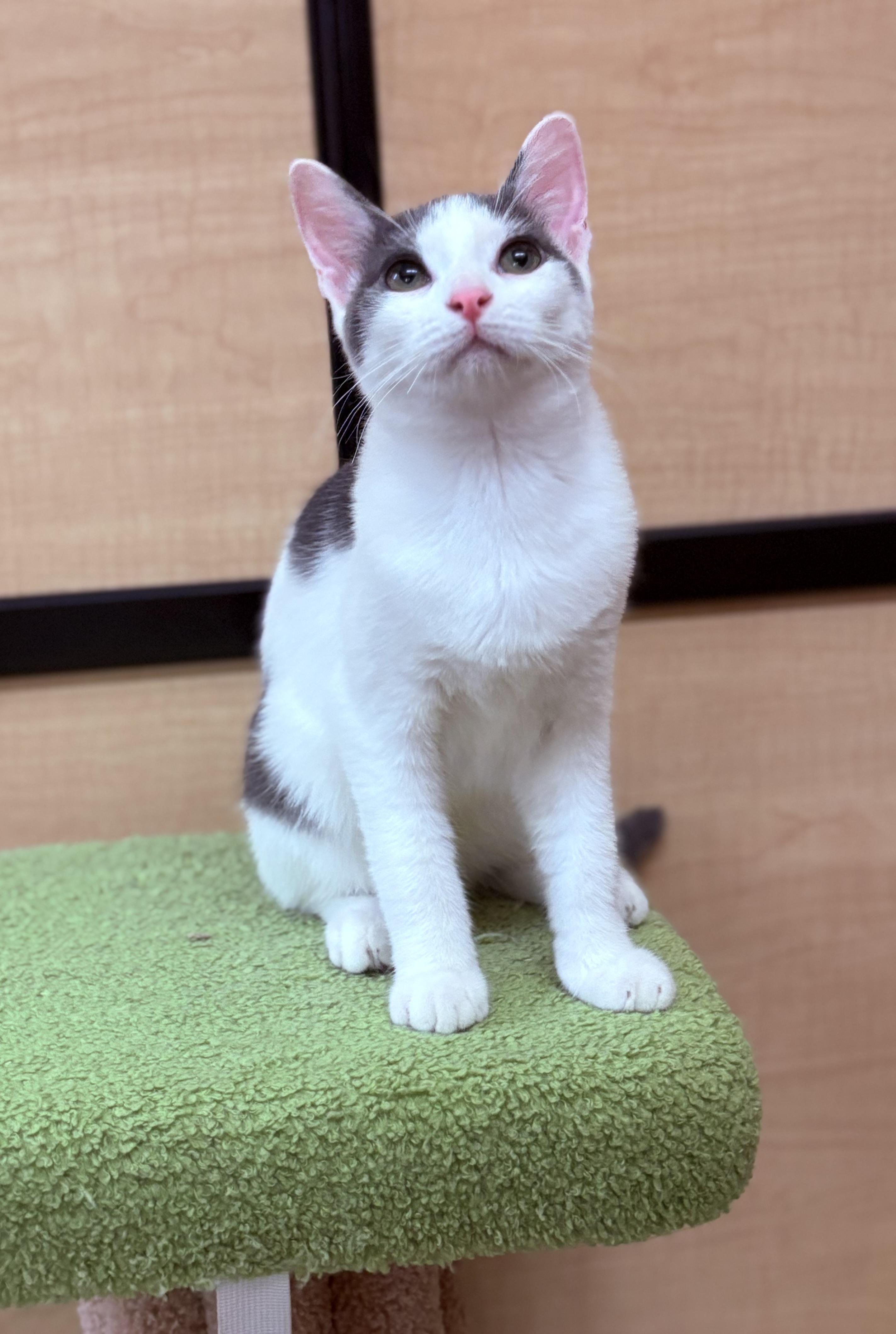 Georgie, a Adoptable Domestic Short Hair in SCOTTSDALE, AZ image 6/6