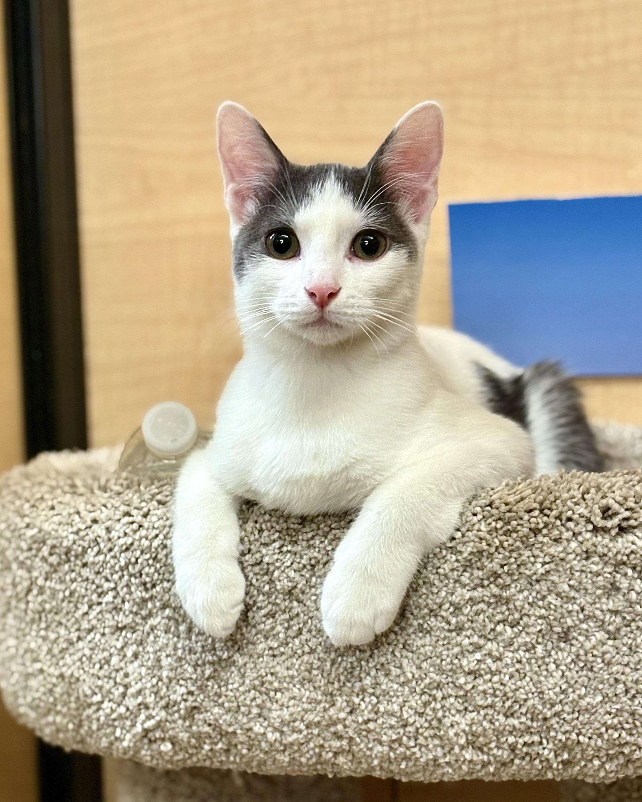Georgie, a Adoptable Domestic Short Hair in SCOTTSDALE, AZ image 2/6