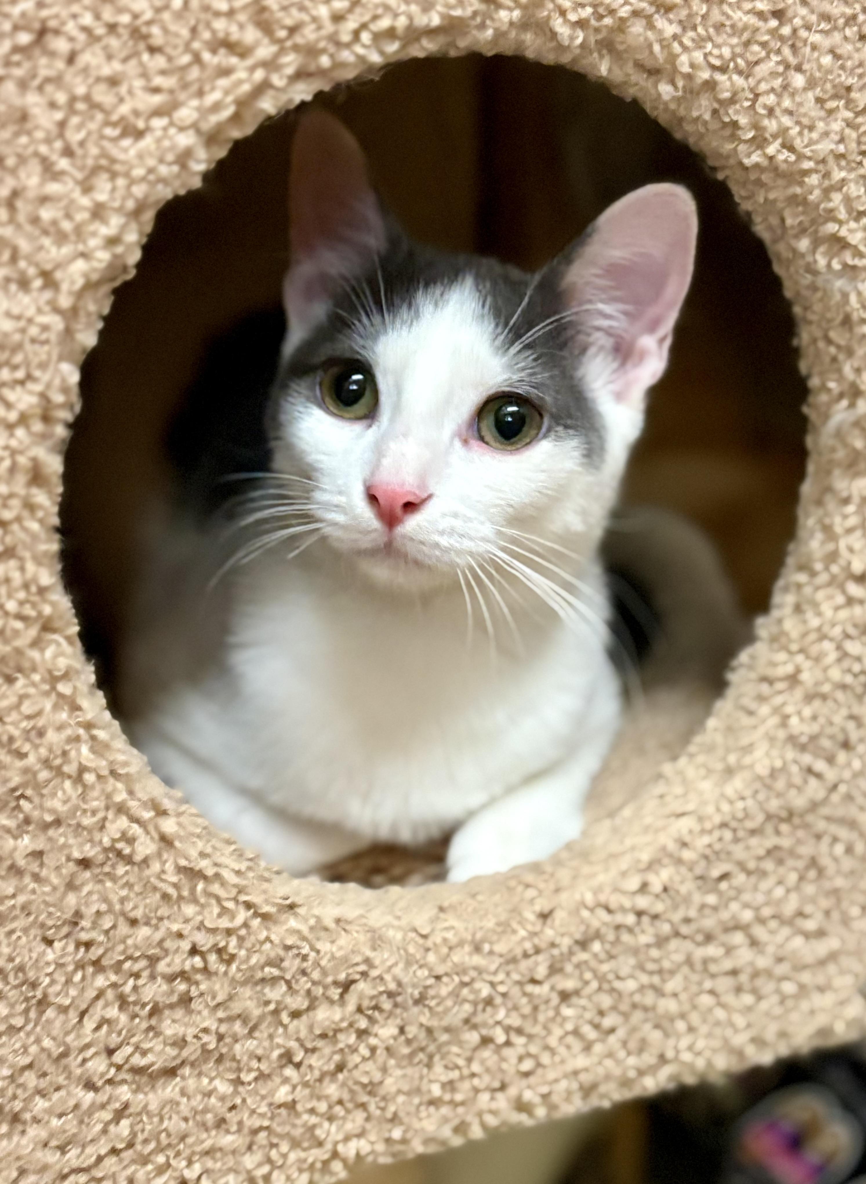 Georgie, Adoptable, Kitten Male Domestic Short Hair.