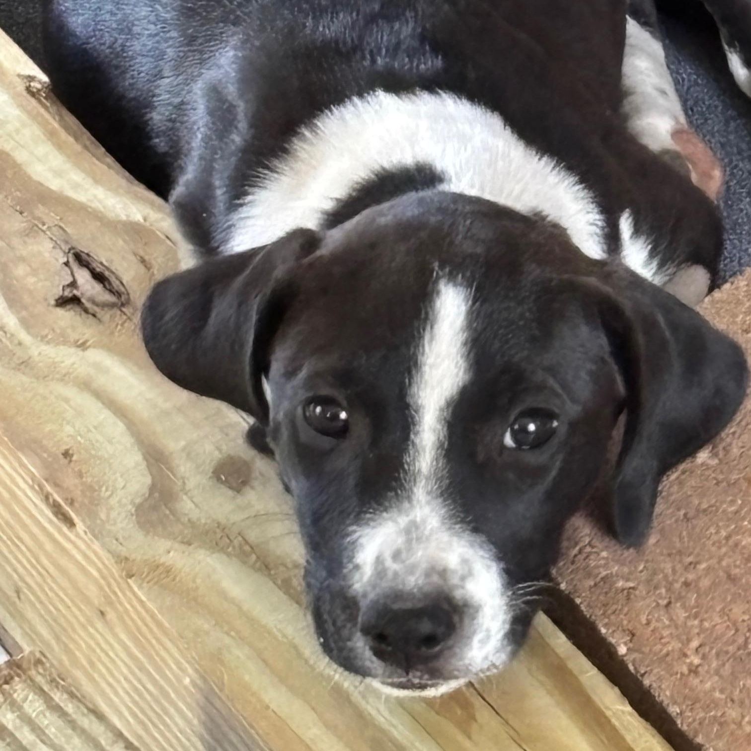 Meet Angel – A Sweet & Loving Companion