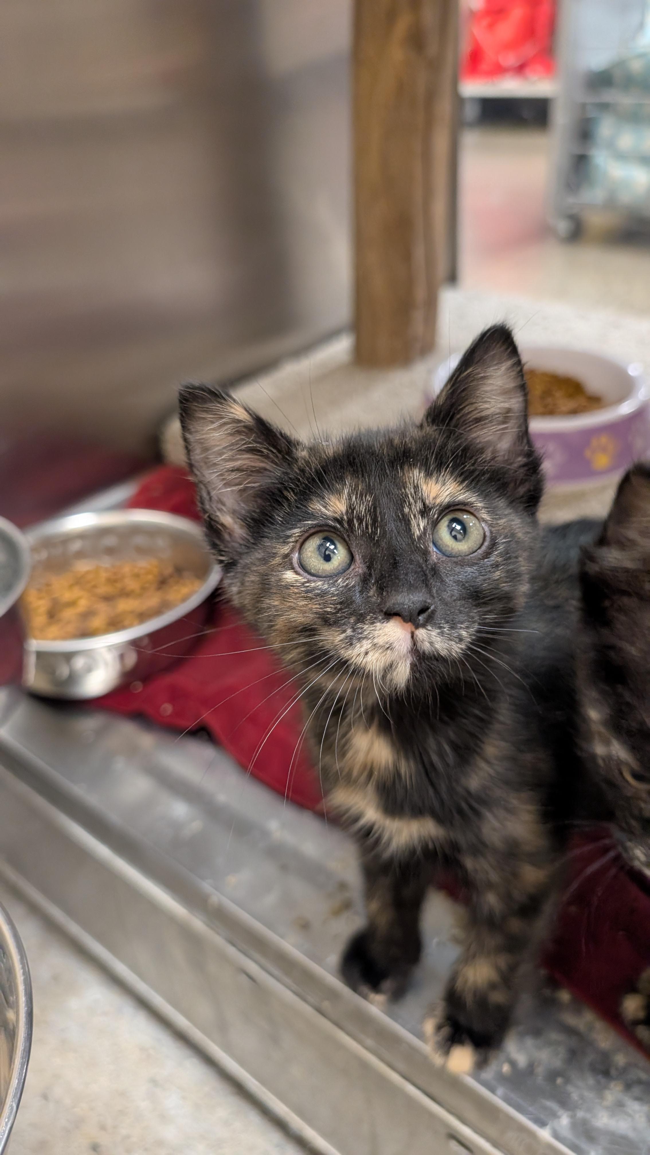 Enlarge Clementine, a Adoptable Tortoiseshell in Missoula, MT image 1/1