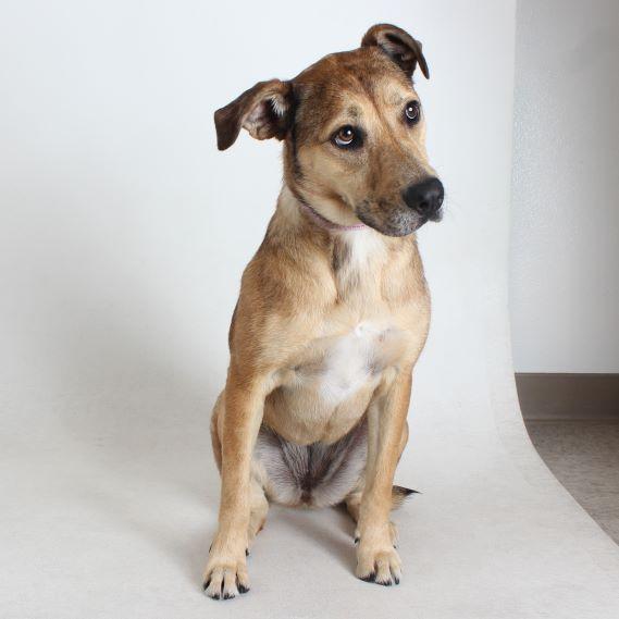Bella, Young Female Catahoula Leopard Dog