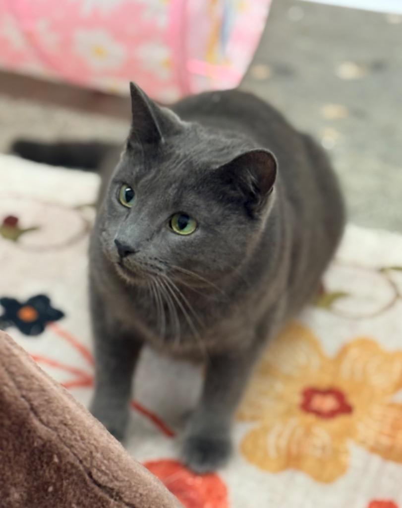 Harper, Adoptable, Young Female Domestic Short Hair.