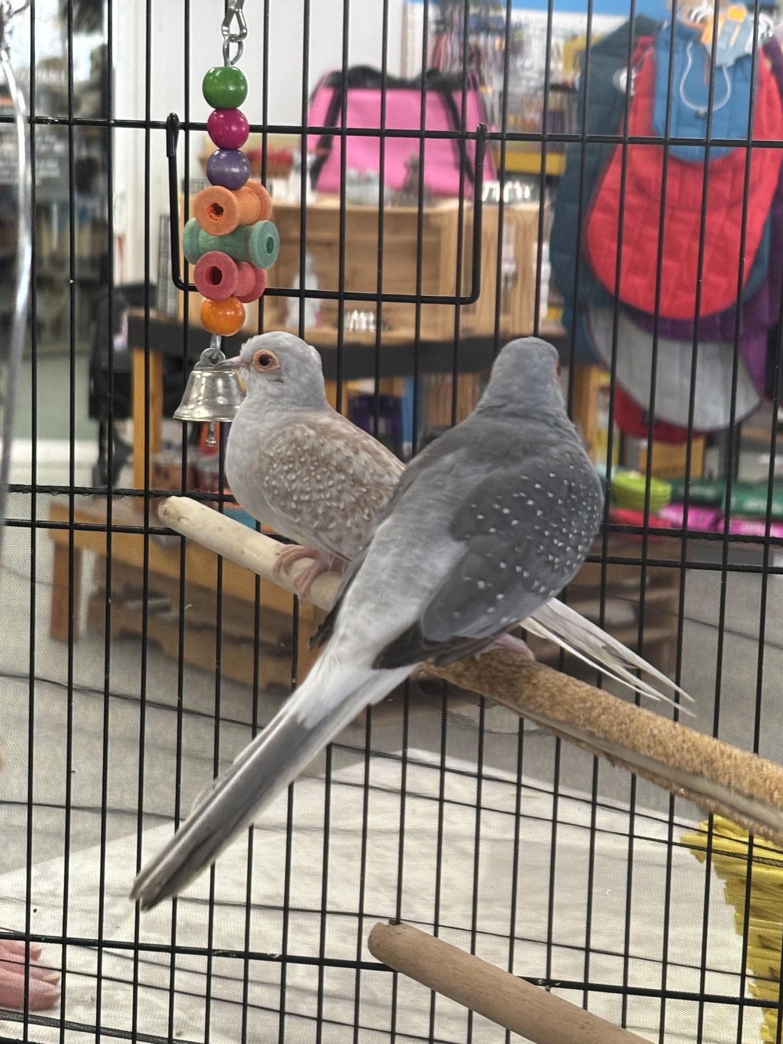 Sage and Basil, Adoptable, Adult Male Dove.