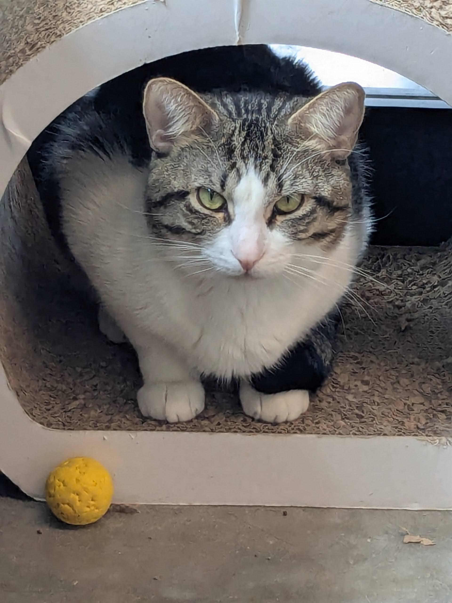 Butterworth, ADOPTABLE, Adult Male Domestic Short Hair.