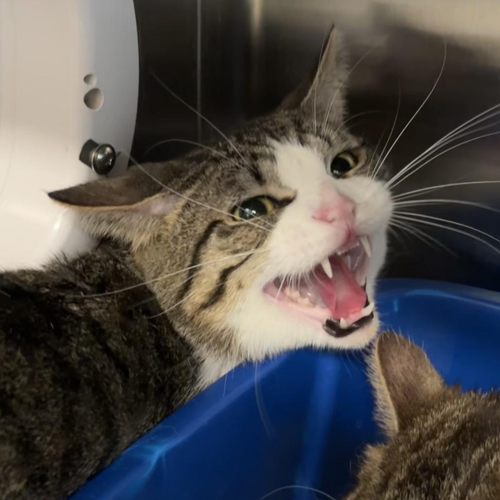 Butterworth, a ADOPTABLE Domestic Short Hair in Evanston, IL image 2/2