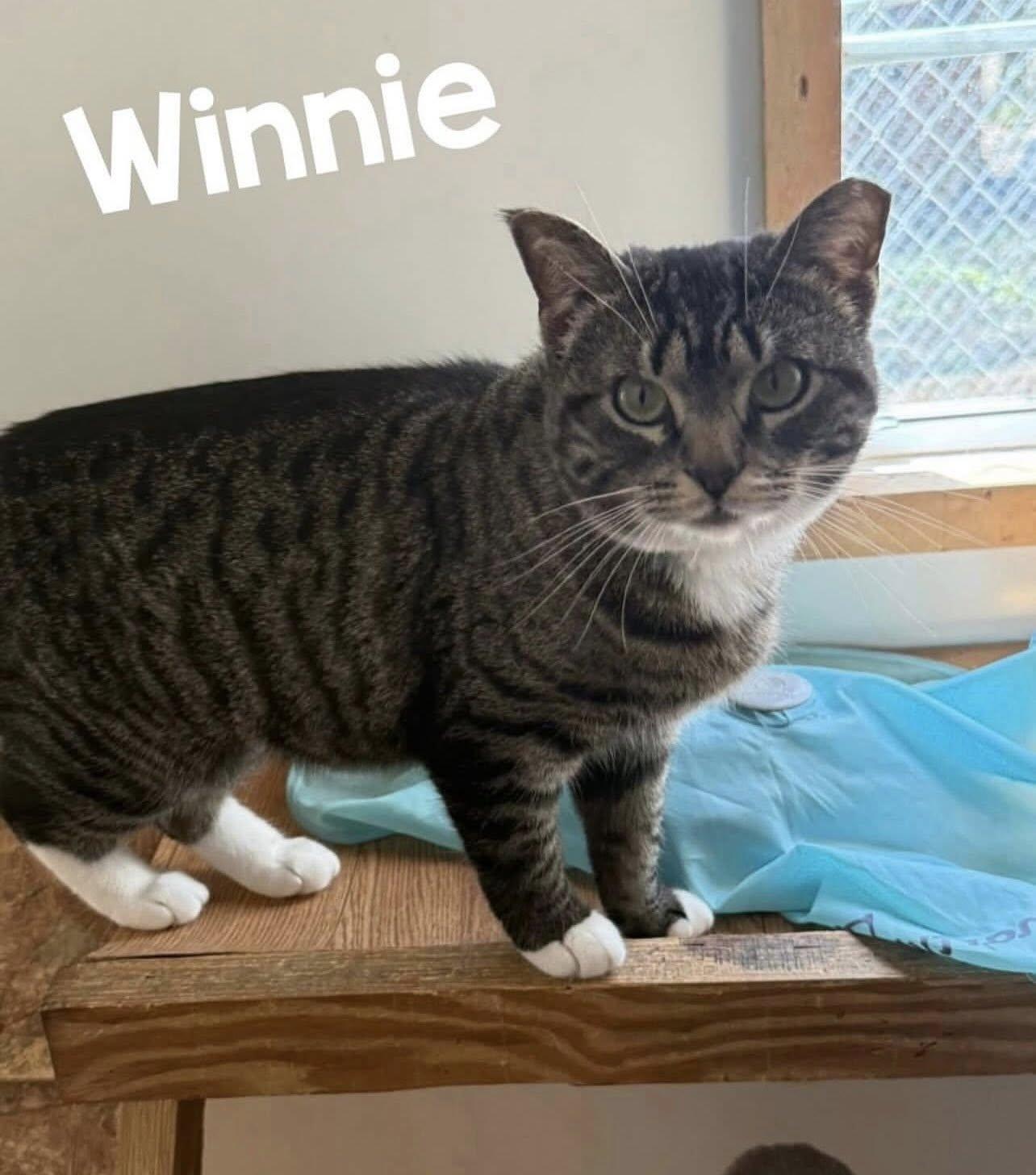 WINNIE, Adoptable, Adult Female Domestic Short Hair.
