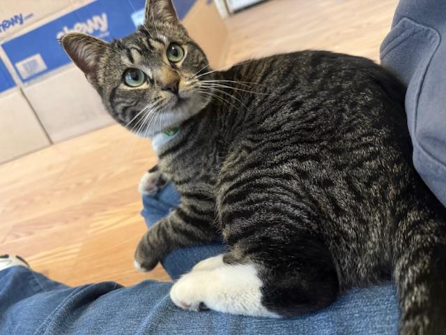 Enlarge WINNIE, a Adoptable Domestic Short Hair in Millerstown, PA image 4/5