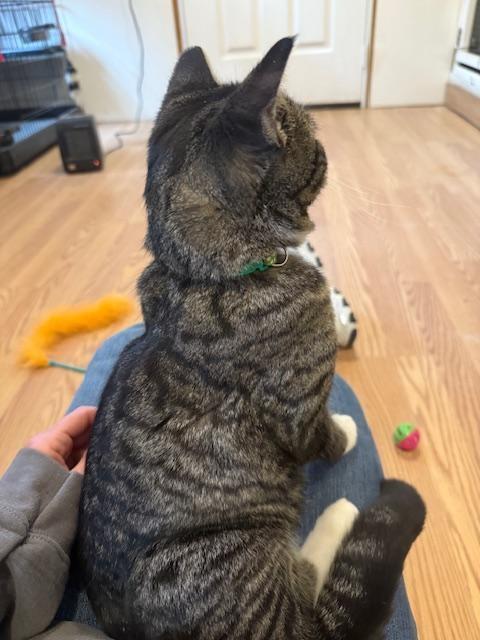 Enlarge WINNIE, a Adoptable Domestic Short Hair in Millerstown, PA image 2/5