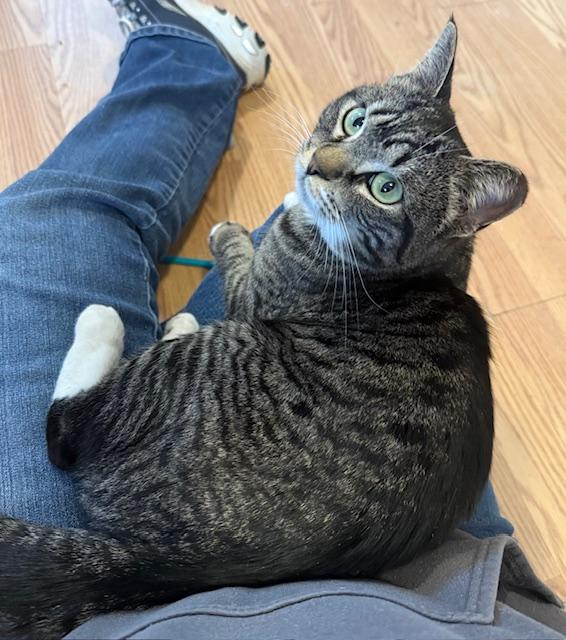 Enlarge WINNIE, a Adoptable Domestic Short Hair in Millerstown, PA image 5/5