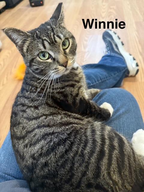 Enlarge WINNIE, a Adoptable Domestic Short Hair in Millerstown, PA image 3/5