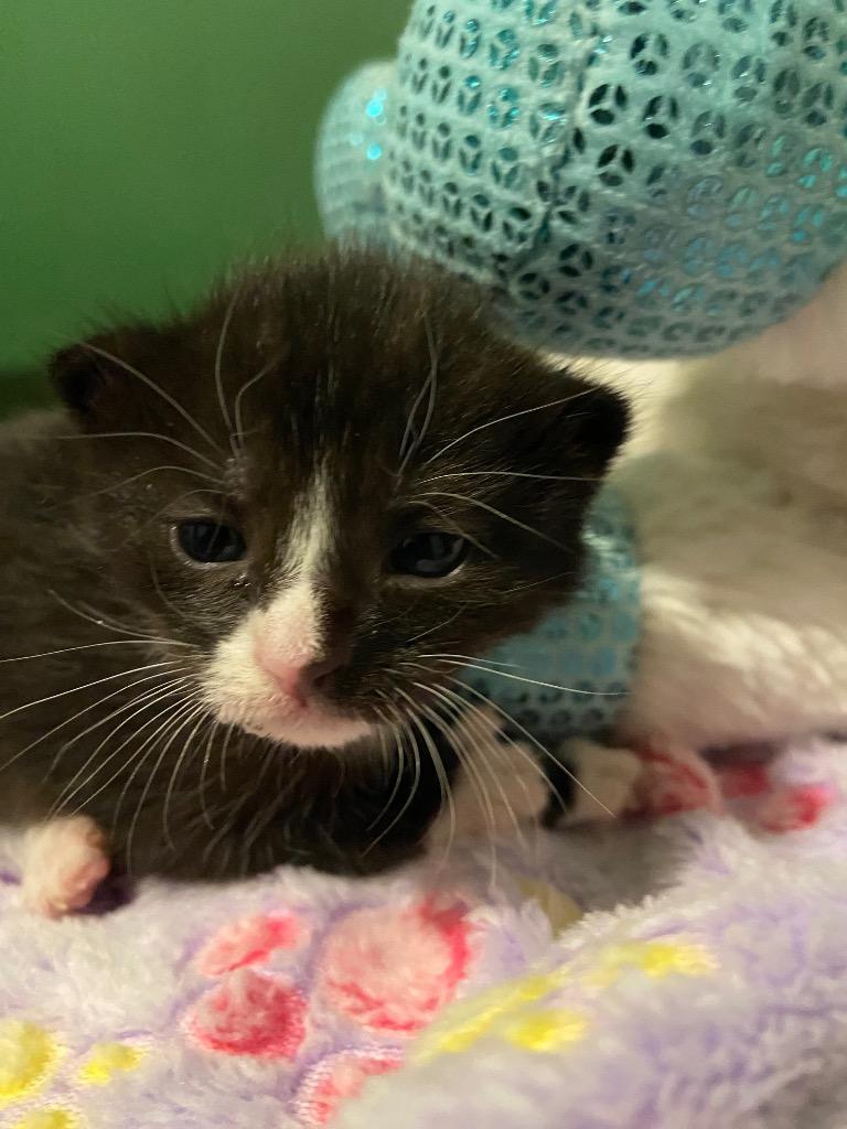 Captain, Adoptable, Kitten Male Domestic Short Hair.