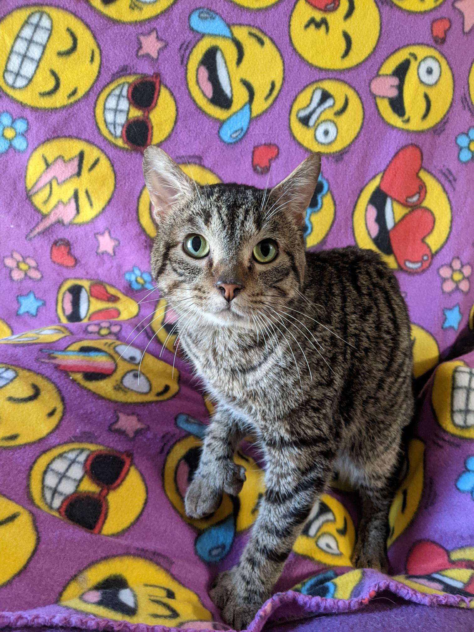 Kaipo, Adoptable, Adult Male Domestic Short Hair.