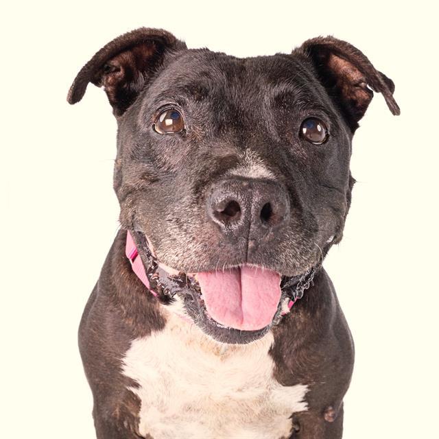VALERIA, Adoptable, Adult Female American Staffordshire Terrier & Mixed Breed.