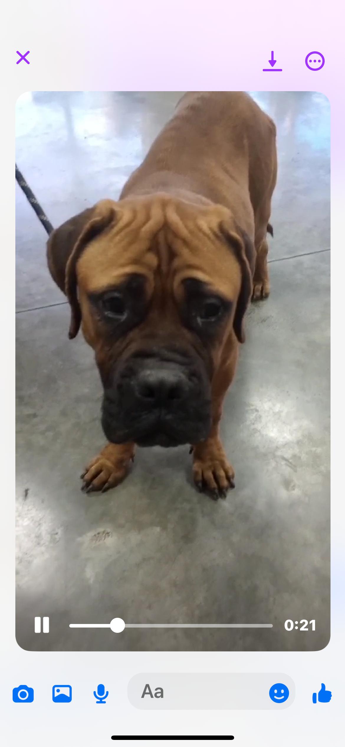 Reese.  Vision impaired, Adopted, Young Male Mastiff.