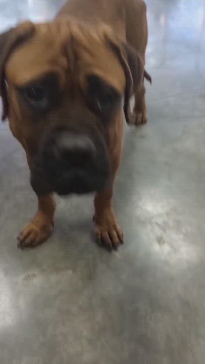 Enlarge Reese.  Vision impaired, a Adopted Mastiff in Maine, NY video 2/2