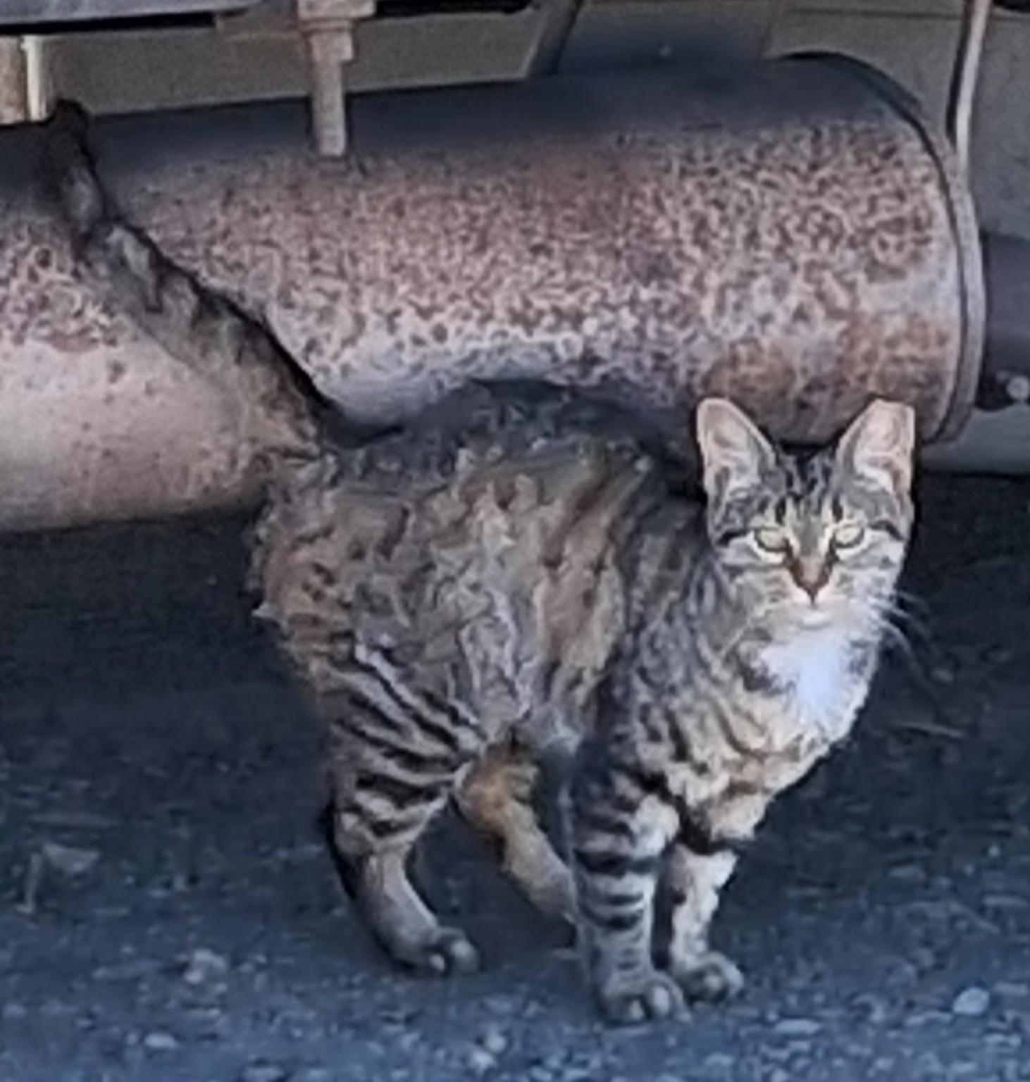 Enlarge thistle, a ADOPTABLE mixed breed in Centreville, VA image 2/2