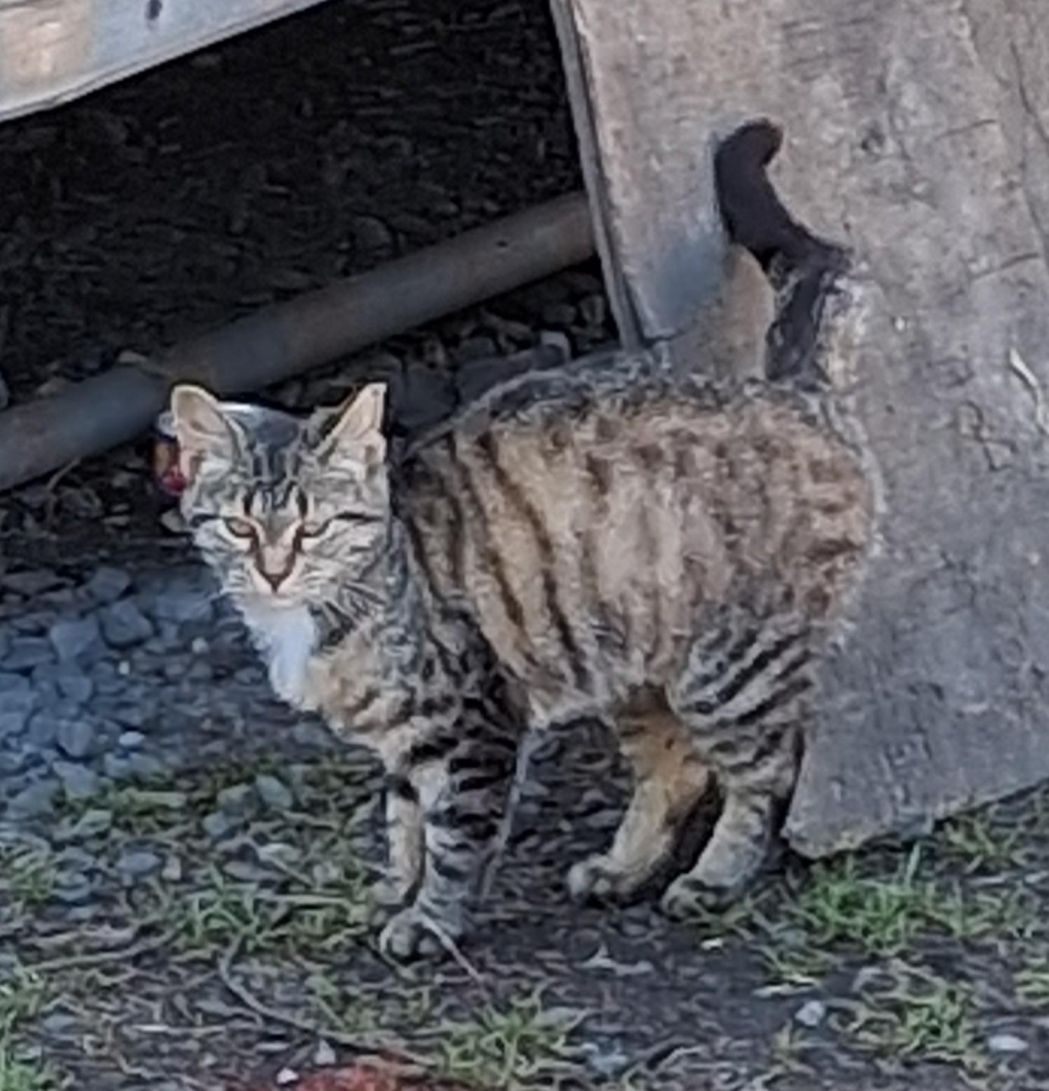 thistle, ADOPTABLE, Young Female Tabby.