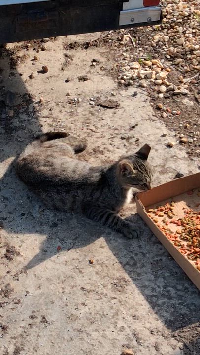Enlarge thistle, a ADOPTABLE mixed breed in Centreville, VA video 3/3