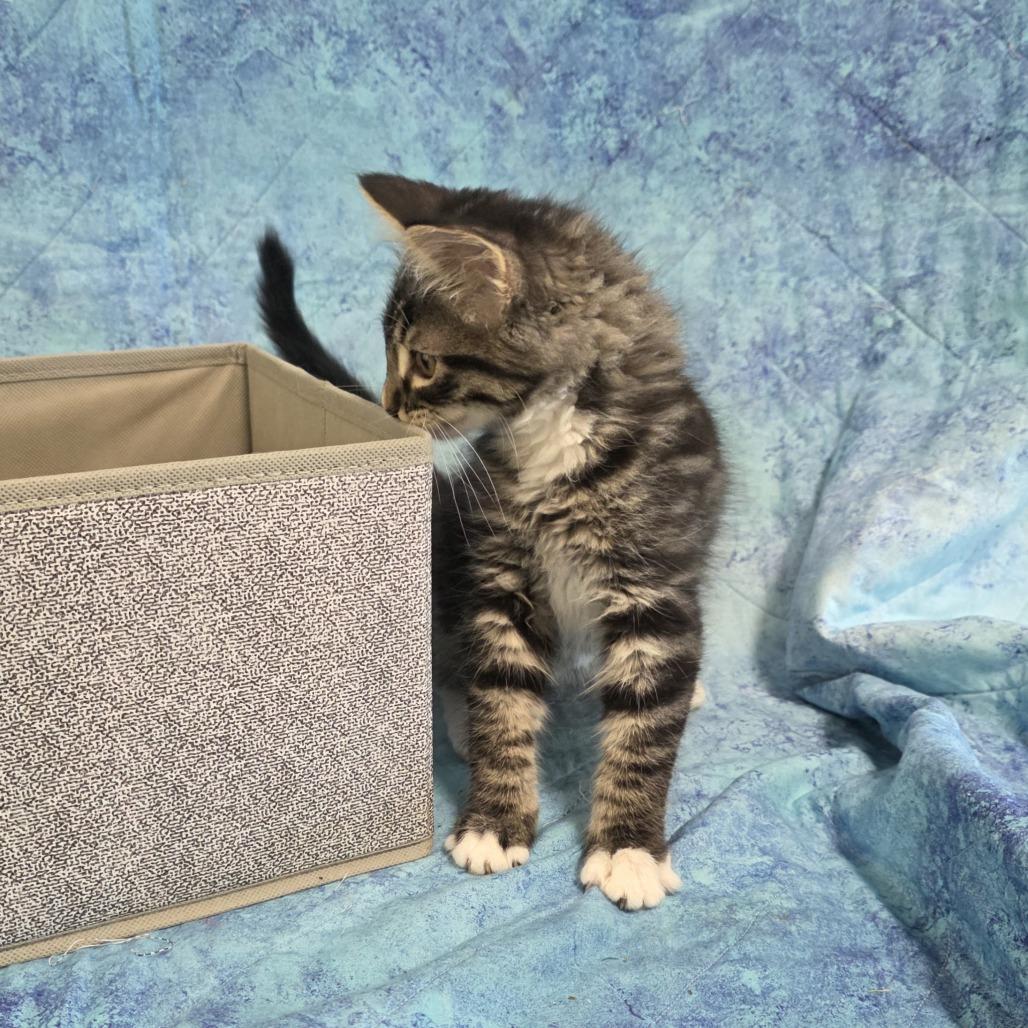 Enlarge Crackle, a Adoptable Domestic Medium Hair in Santa Rosa, CA image 3/4