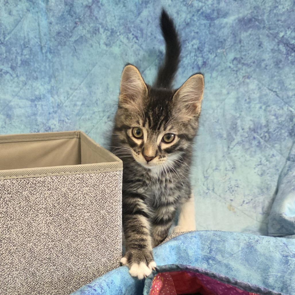 Enlarge Crackle, a Adoptable Domestic Medium Hair in Santa Rosa, CA image 4/4