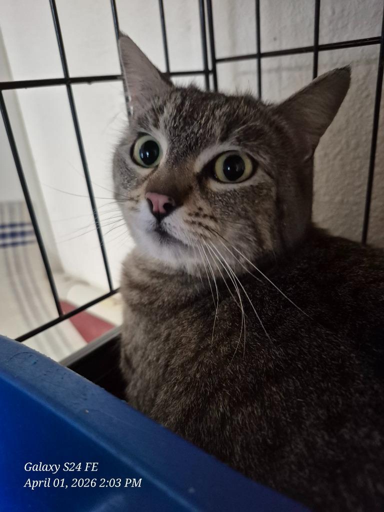 Enlarge Lilly, a Adoptable mixed breed in Thompson Falls, MT image 1/1