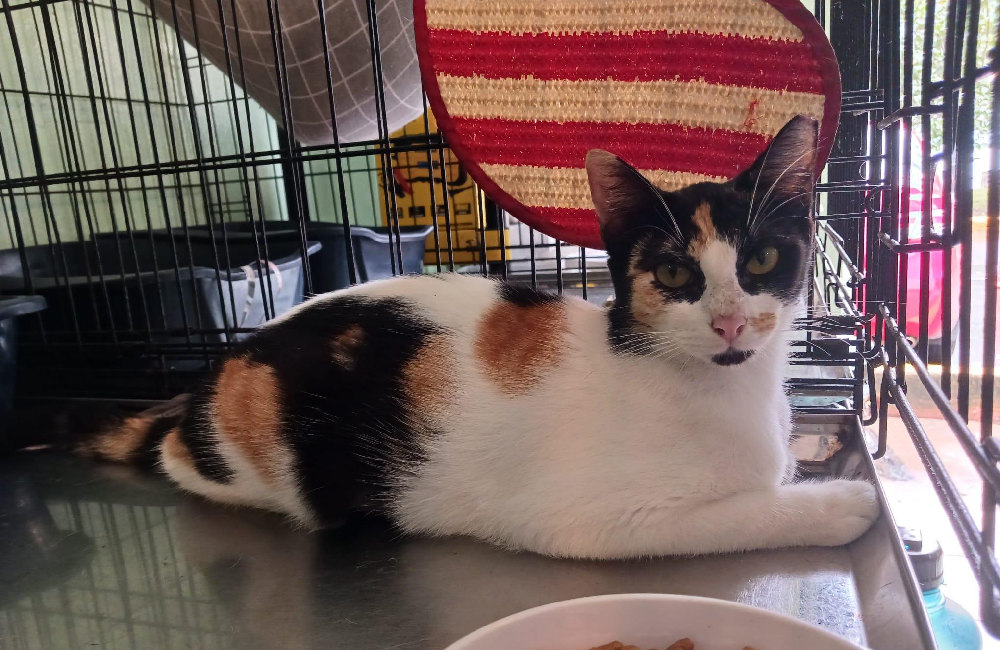 Enlarge Serena, a ADOPTABLE Domestic Short Hair in San Juan, PR image 2/6