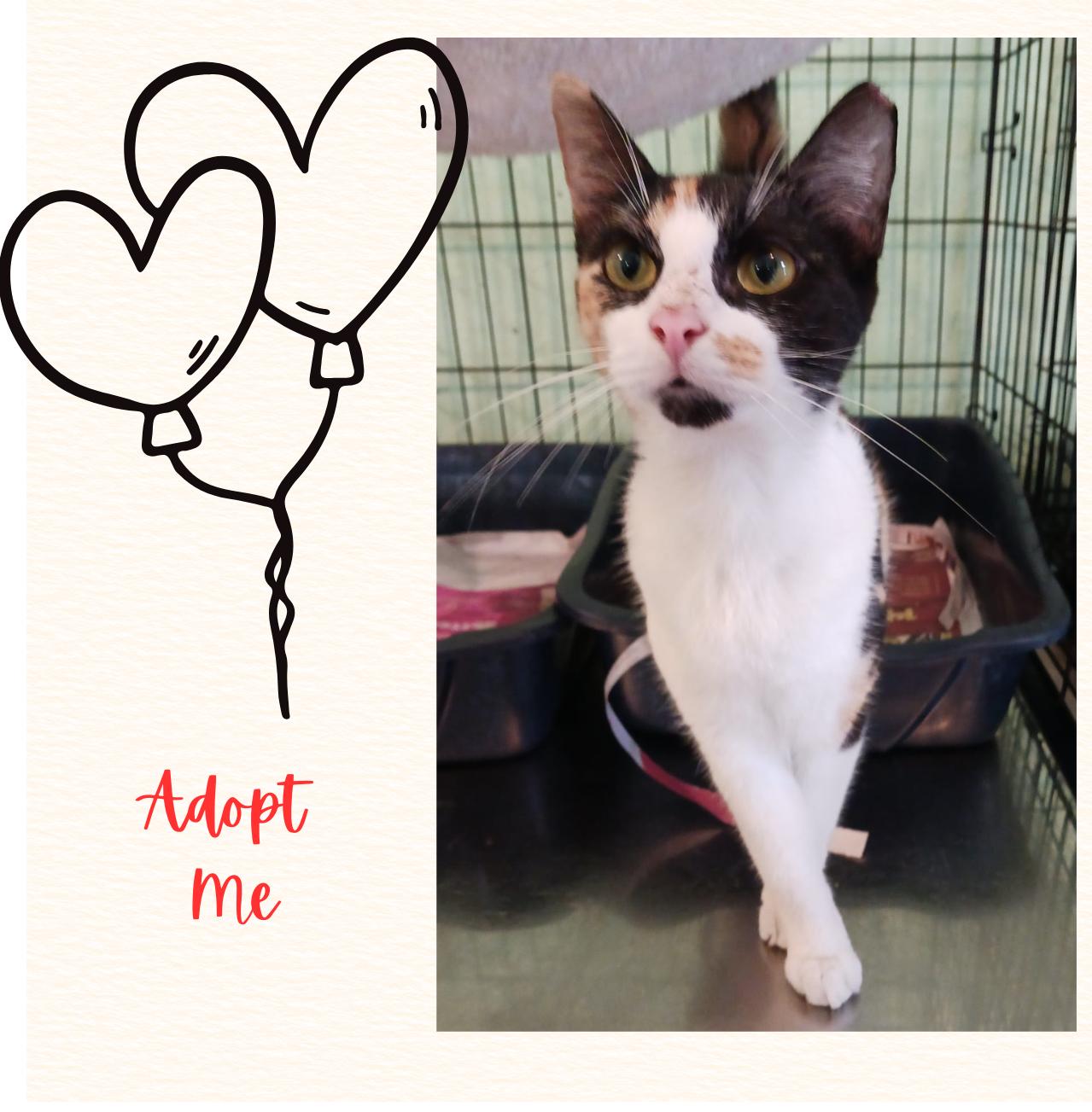 Enlarge Serena, a ADOPTABLE Domestic Short Hair in San Juan, PR image 1/6