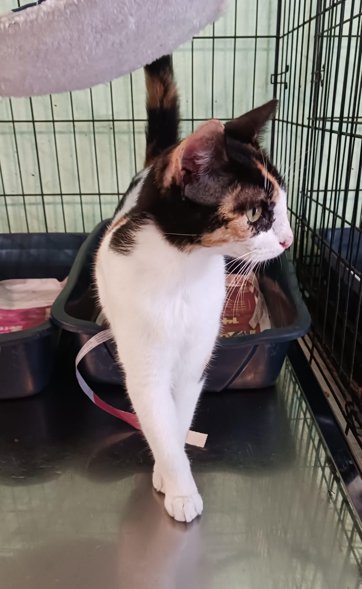 Enlarge Serena, a ADOPTABLE Domestic Short Hair in San Juan, PR image 3/6