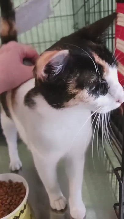 Enlarge Serena, a ADOPTABLE Domestic Short Hair in San Juan, PR video 5/6