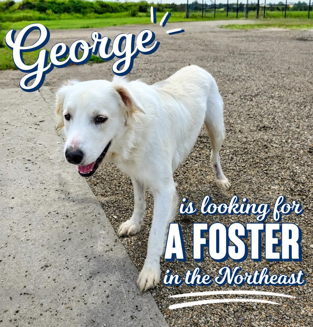 Enlarge George - Urgent Foster Needed, a ADOPTABLE mixed breed in Willington, CT image 2/6