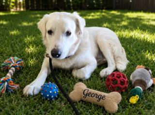 Enlarge George - Urgent Foster Needed, a ADOPTABLE mixed breed in Willington, CT image 5/6