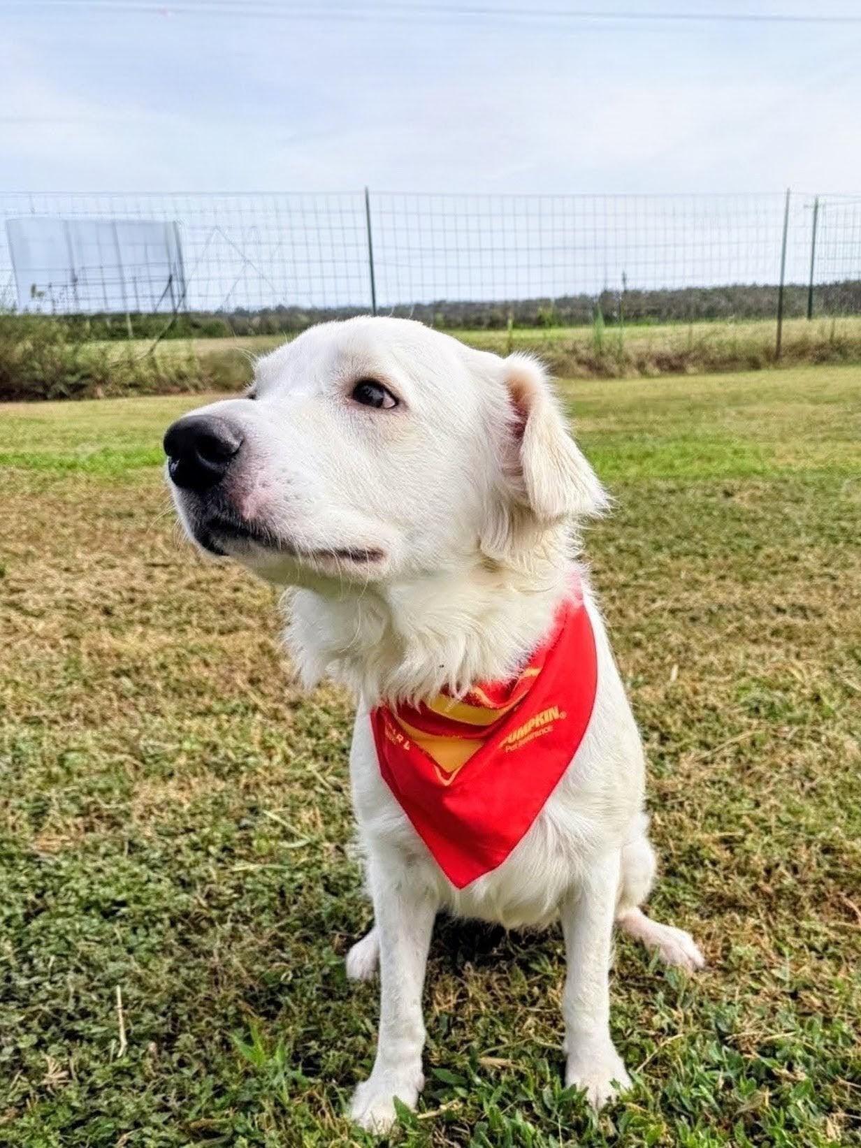 George - Urgent Foster Needed, ADOPTABLE, Young Male Yellow Labrador Retriever & Golden Retriever.