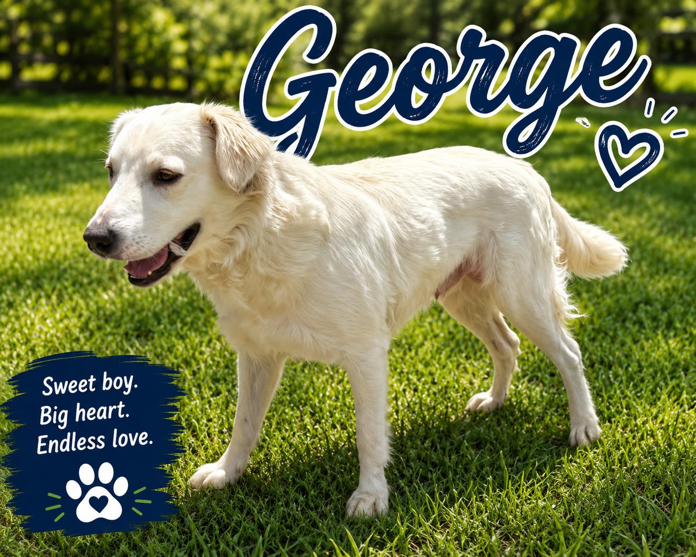 Enlarge George - Urgent Foster Needed, a ADOPTABLE mixed breed in Willington, CT image 4/6