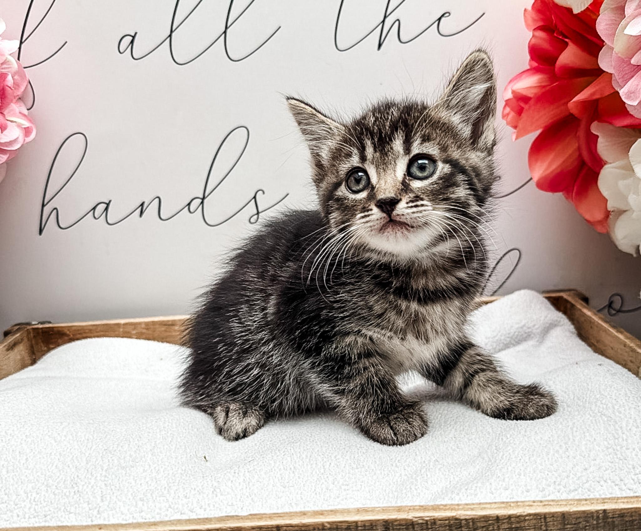 Enlarge Cayanne, a Adoptable mixed breed in Newberg, OR image 1/1