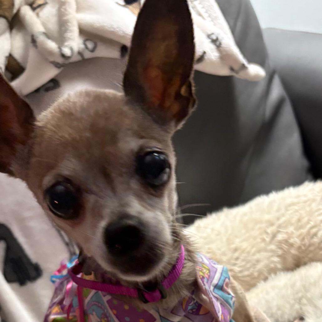 Tecca, Adoptable, Senior Female Chihuahua.