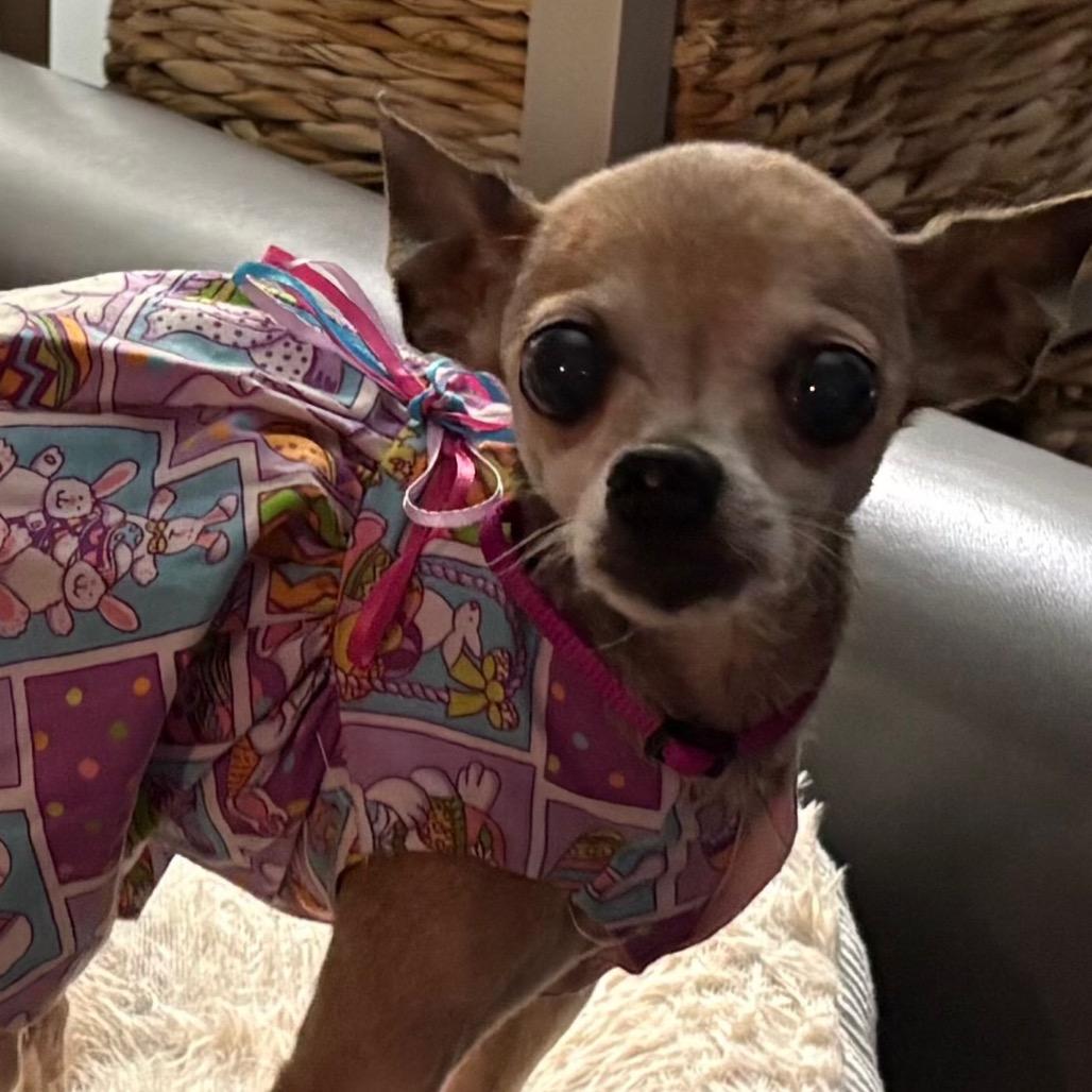 Tecca, a Adoptable Chihuahua in Gulfport, MS image 2/6