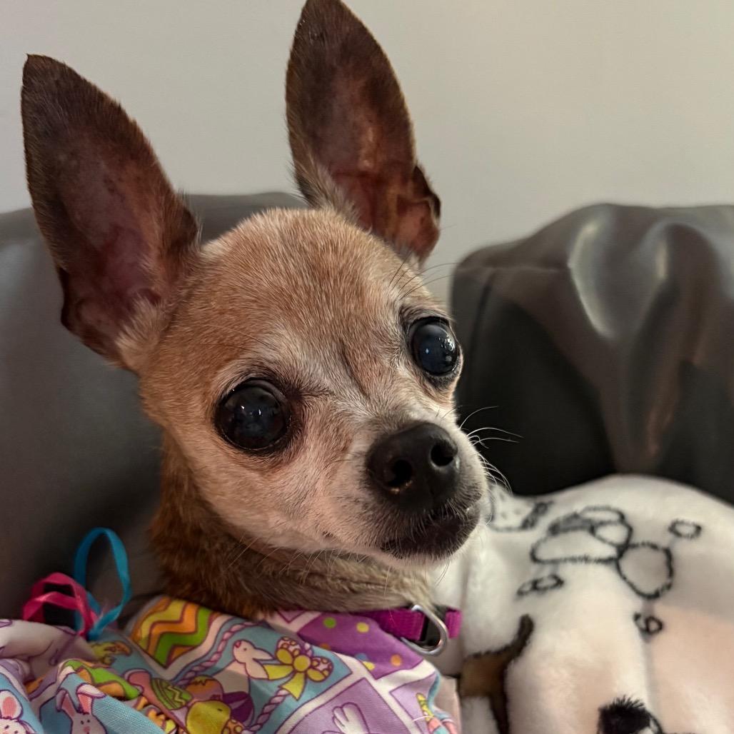 Tecca, a Adoptable Chihuahua in Gulfport, MS image 3/6