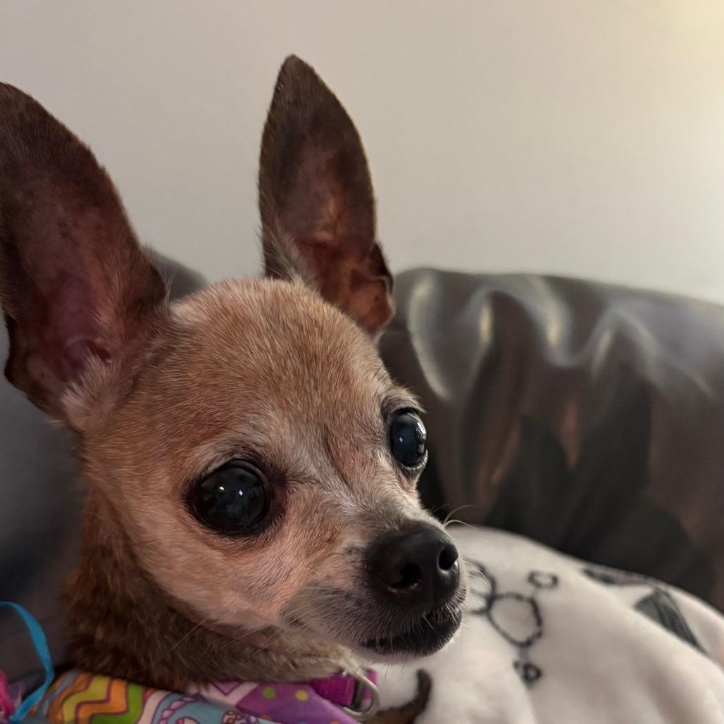 Tecca, a Adoptable Chihuahua in Gulfport, MS image 4/6